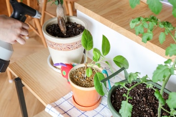 ラダーシェルフには観葉植物、本、陶器を配置