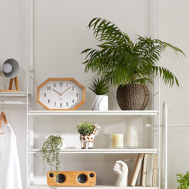 植物のある私の暮らし。Living room 02