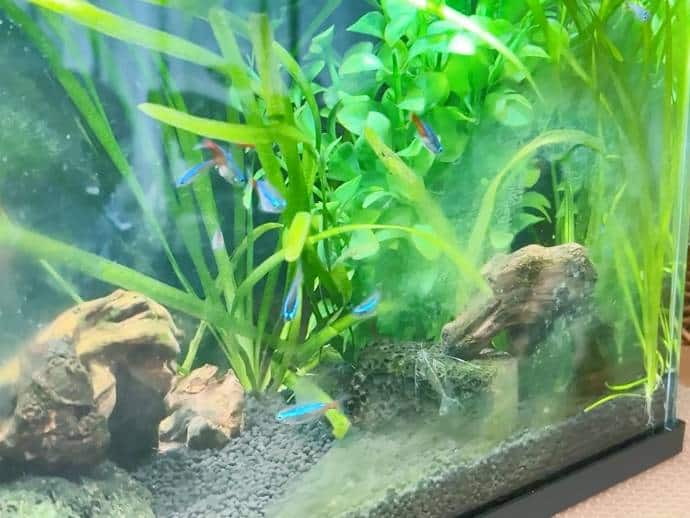 こちらは熱帯魚のネオンテトラです。 朝、餌をあげた後、しばらく観察して癒されています。