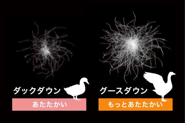 羽毛の種類