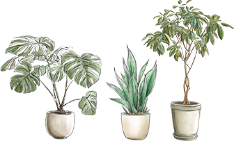 育てやすくておしゃれな観葉植物ベスト3
