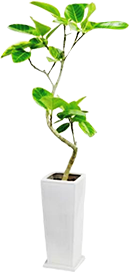 フィカス「アルテシマ」鉢植え