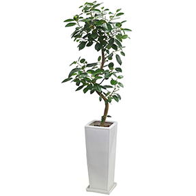 フィカス「ルビギノーザ」鉢植え