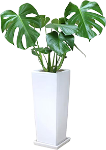 モンステラ「アダンソニー」鉢植え