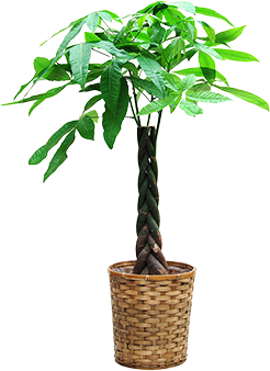 パキラ8号鉢植え