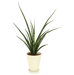 サンセベリア・ファーンウッド鉢植え