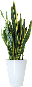サンセベリア鉢植え