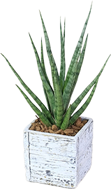 サンセベリア「トーチ」鉢植え