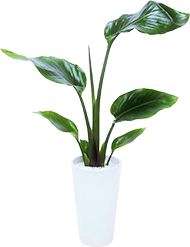 ストレリチア「ニコライ」（オーガスタ）鉢植え