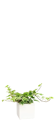 小鉢