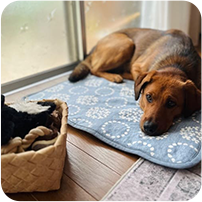 staff pets