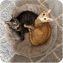 staff pets