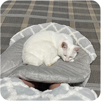 staff pets