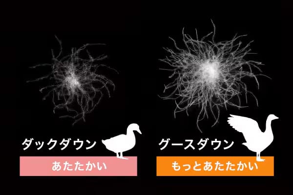 羽毛の種類