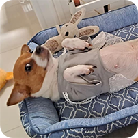staff pets