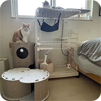 staff pets