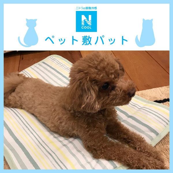 ペット敷パッド(Nクール レモン n-s)