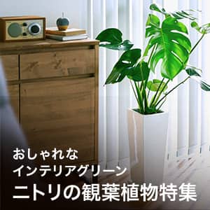 ニトリの観葉植物特集　おしゃれなインテリアグリーン